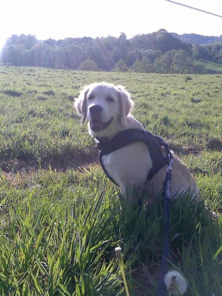 Golden retriever Sheik - 19 maj 2008 billede 3