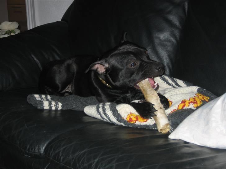 Staffordshire bull terrier Rosa billede 10