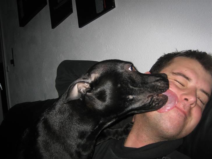 Staffordshire bull terrier Rosa billede 11