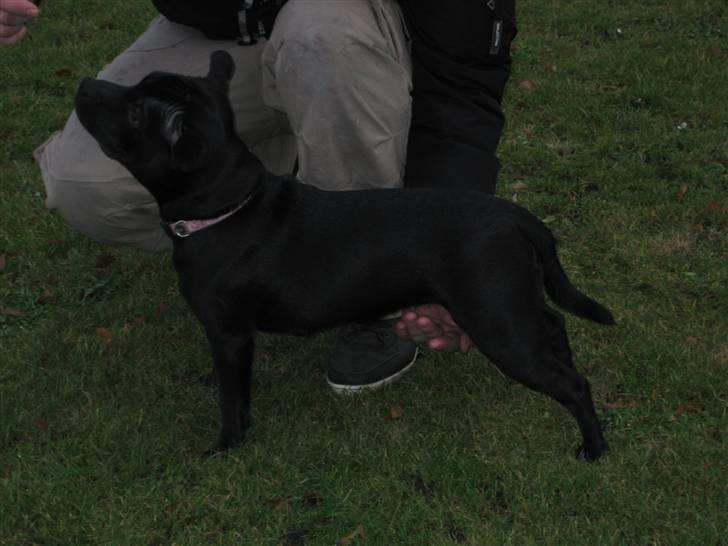 Staffordshire bull terrier Rosa billede 12