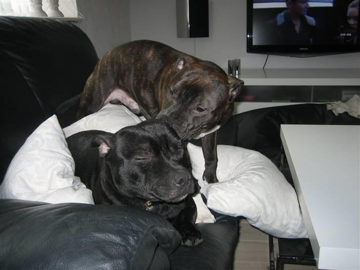 Staffordshire bull terrier Rosa billede 13