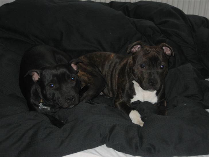 Staffordshire bull terrier Rosa billede 14