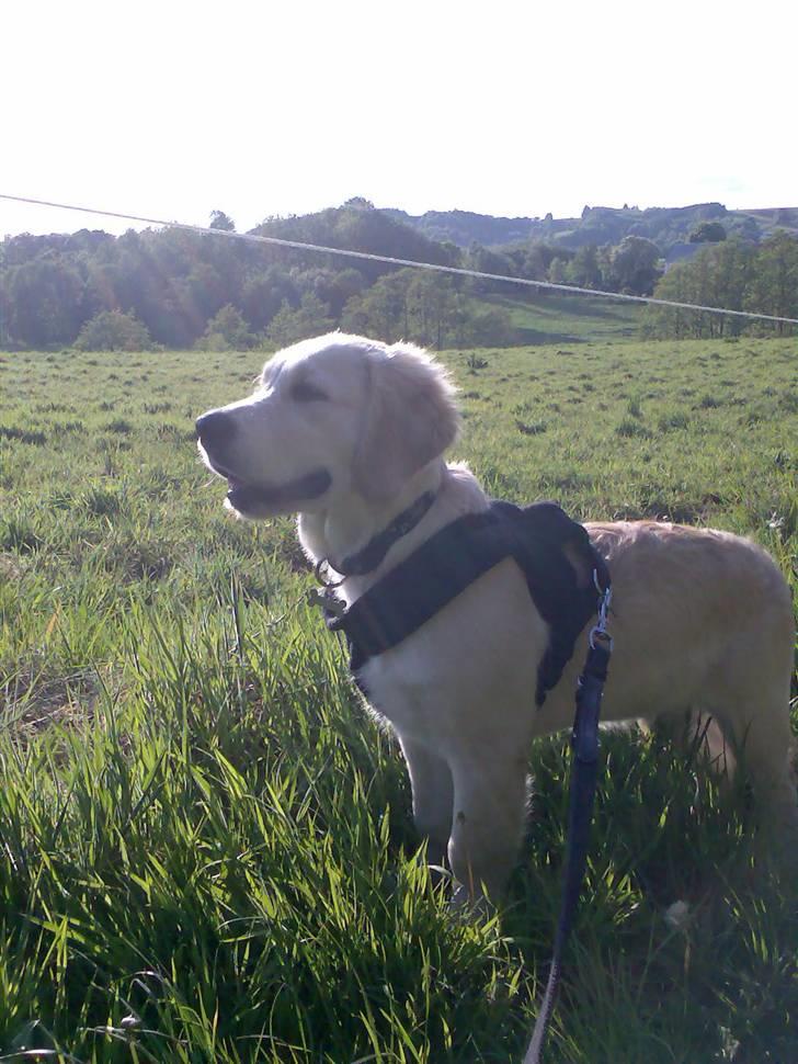 Golden retriever Sheik billede 4