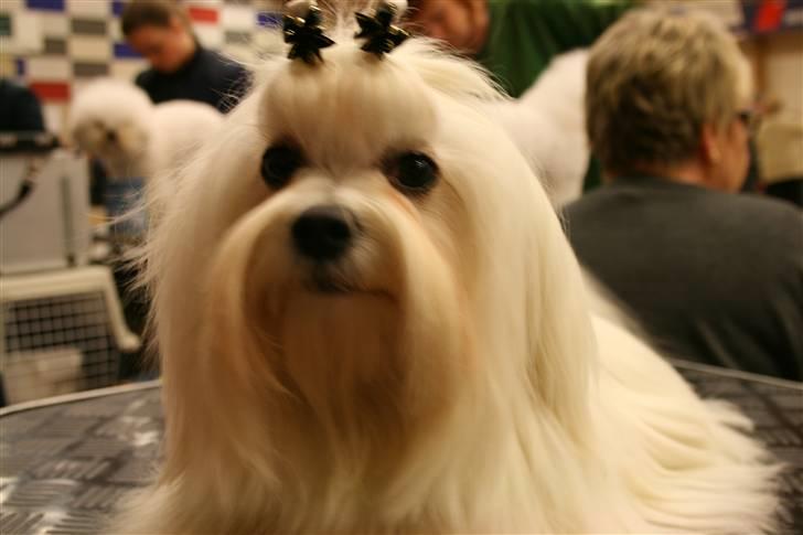 Malteser Matisse billede 6