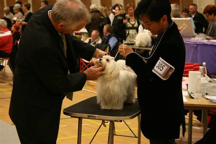 Malteser Matisse billede 7