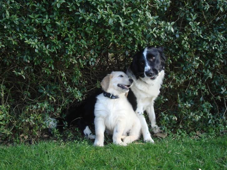 Golden retriever Sheik billede 5