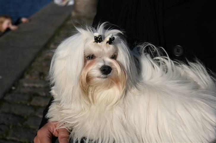 Malteser Matisse billede 8