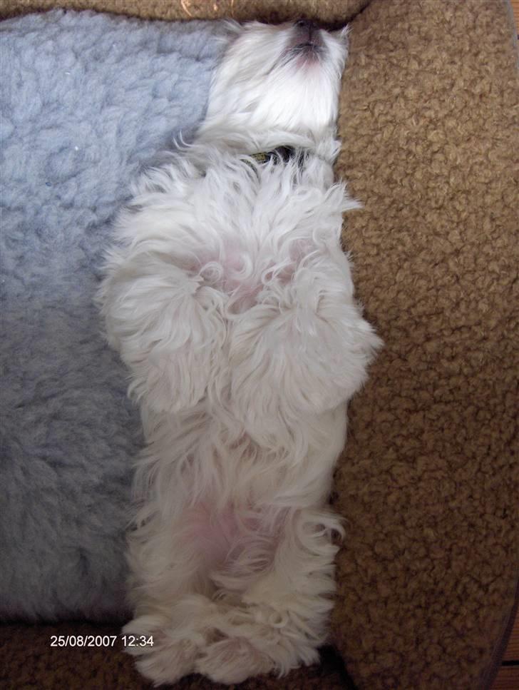 Malteser Matisse billede 9