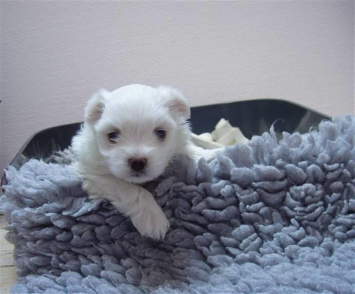 Malteser Matisse billede 10