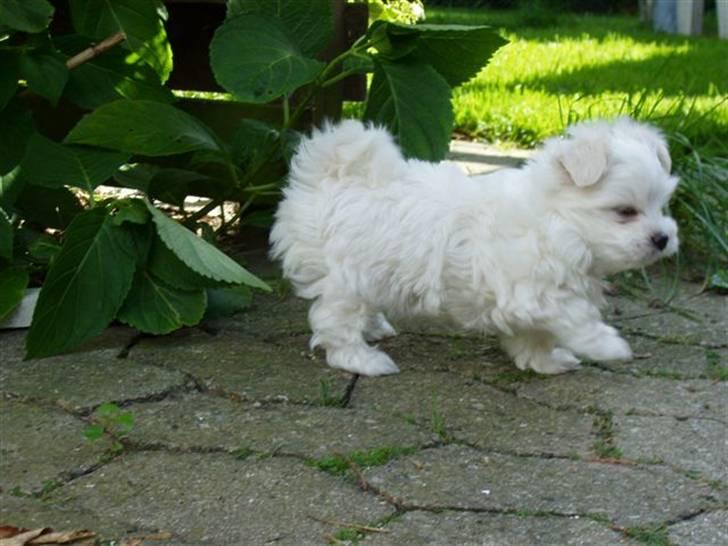 Malteser Matisse billede 11