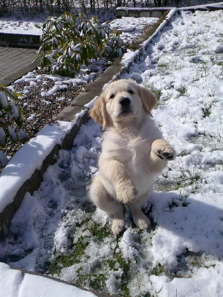 Golden retriever Sheik billede 6