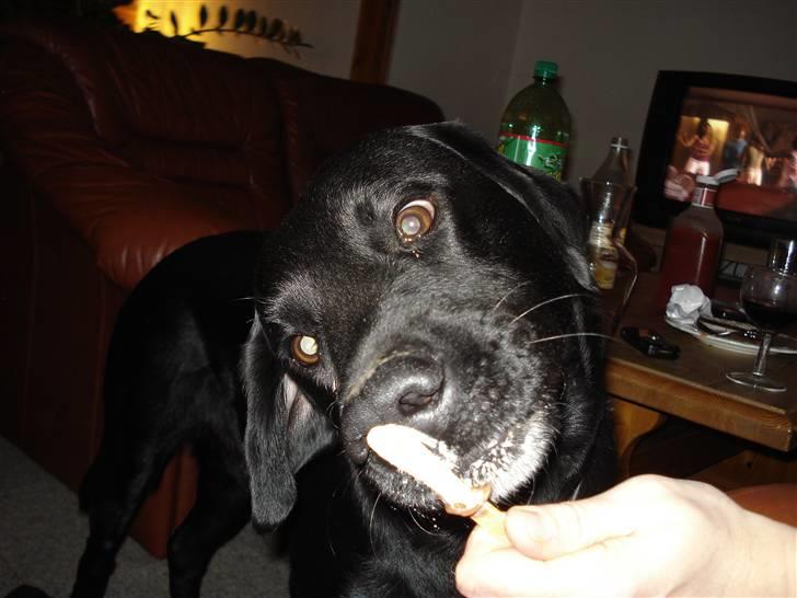 Labrador retriever Lucas billede 19