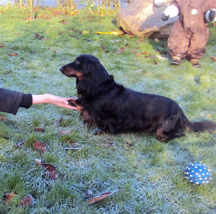 Gravhund Sigurd billede 14