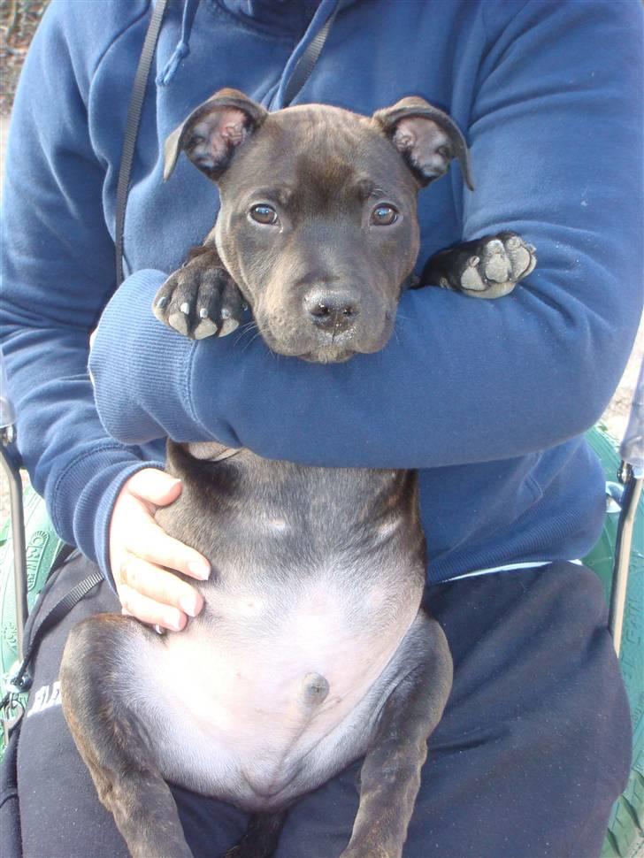 Staffordshire bull terrier Staff Royal Kejser R.I.P - Ude og gynge med Mor billede 9