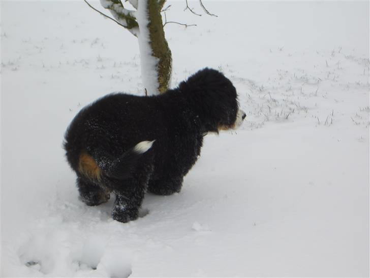 Berner sennenhund Antonio - Aaaaiiii hvorfor bevæger det sig ??? billede 7