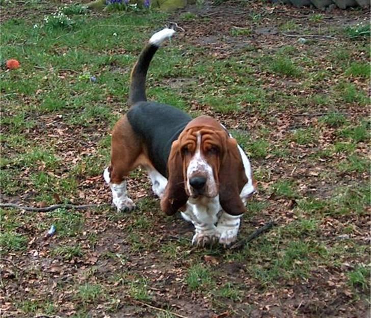 Basset hound Buller billede 17