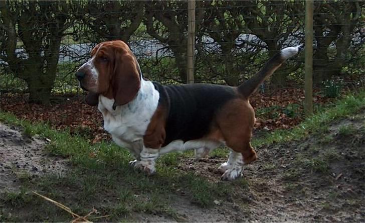 Basset hound Buller - nu er jeg 2 år og på besøg hos min hunde mor billede 19