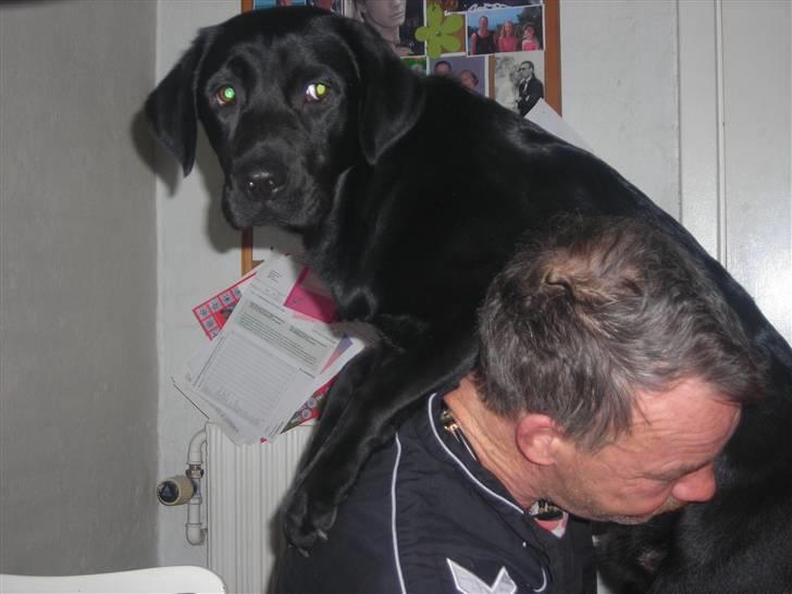 Labrador retriever Luke - heej,, ja nu er du lige så høj som miig!? billede 4