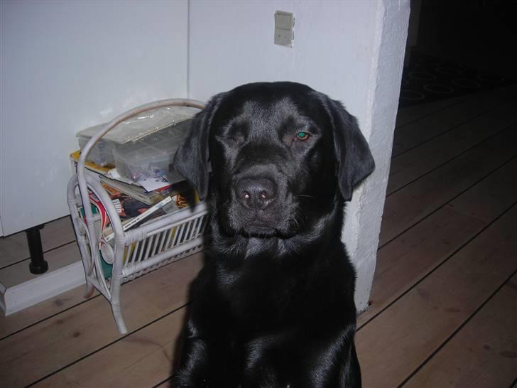 Labrador retriever Luke - lidt træt billede 5