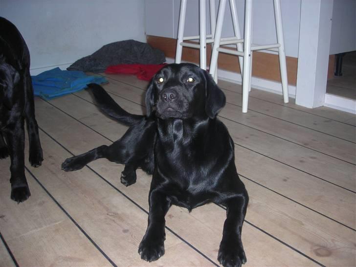 Labrador retriever Luke - hyper billede 6