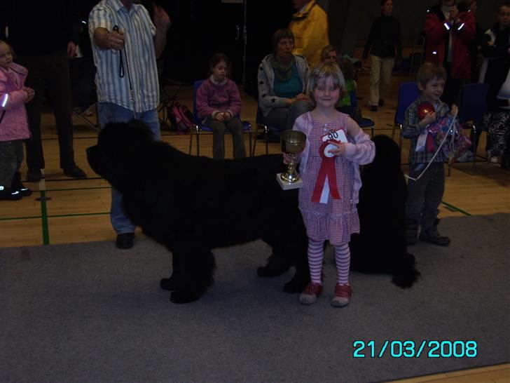 Newfoundlænder Dino (Newetta´s) - Jasmin med hendes pokal og rosette, som hun vandt for at blive nr. 1 i barn og hund til udstillingen i Hårlev d. 21. marts 2008 billede 16