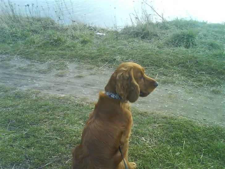 Cocker spaniel Teddy - teddy sidder og nyder udsigten ud over stranden:) billede 2