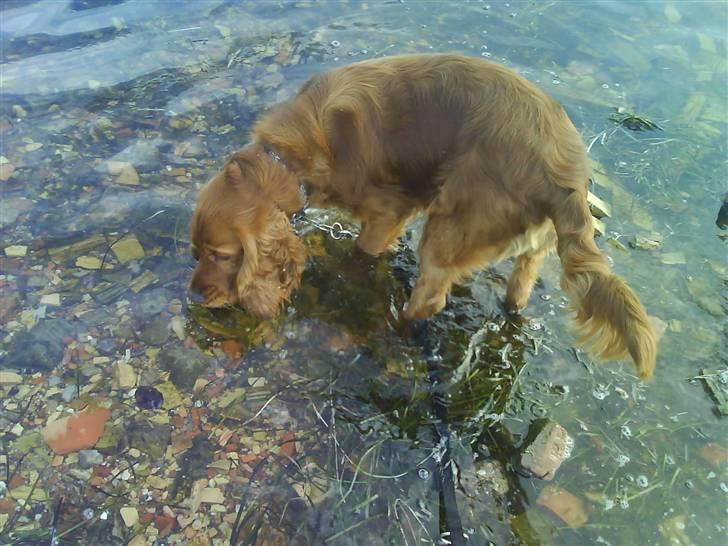 Cocker spaniel Teddy - det er rigtig dejligt at gå rundt i vandet...B) billede 3