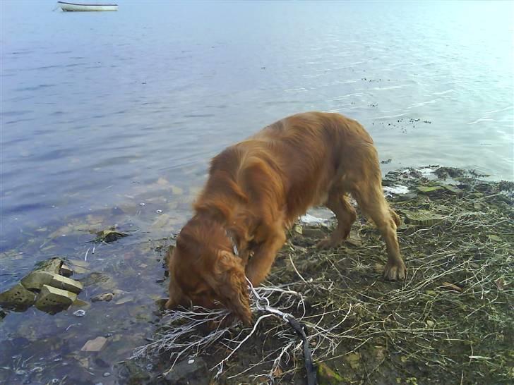 Cocker spaniel Teddy - hmm hvad er det der er der?? er det noget jeg kan spise??:) billede 4