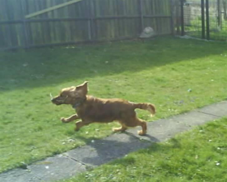 Cocker spaniel Teddy - teddy i fuld fart:):) billede 5