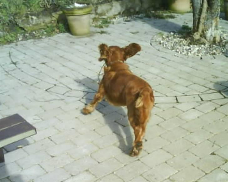 Cocker spaniel Teddy - du kan ikke fange mig;);) billede 6