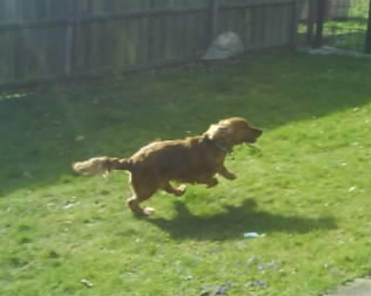 Cocker spaniel Teddy - teddy i fuld galop:):) billede 7