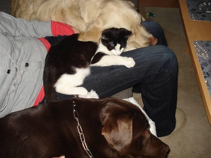 Labrador retriever Cocio billede 11