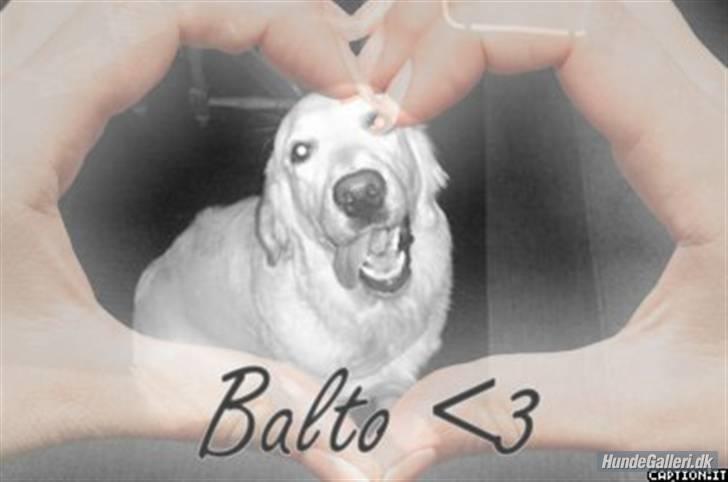 Golden retriever Balto billede 15