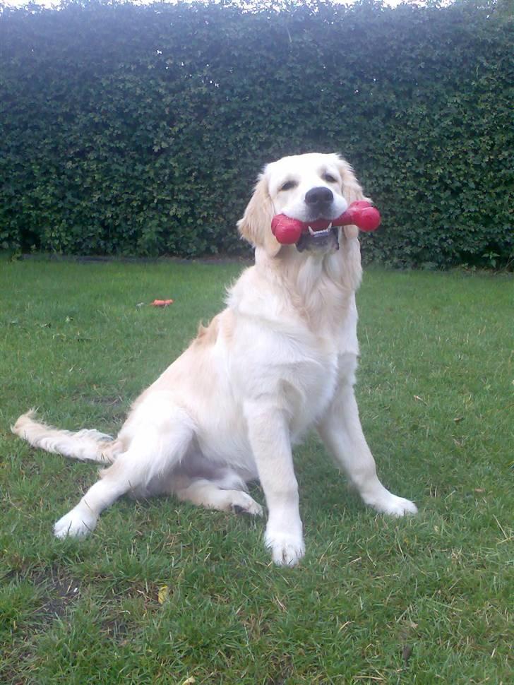 Golden retriever Sheik - 10 august 2008 billede 7