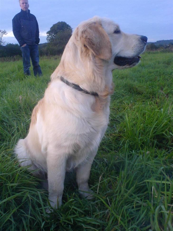 Golden retriever Sheik billede 8