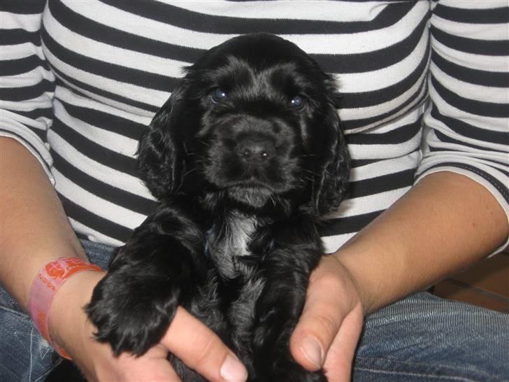 Cocker spaniel figo billede 1
