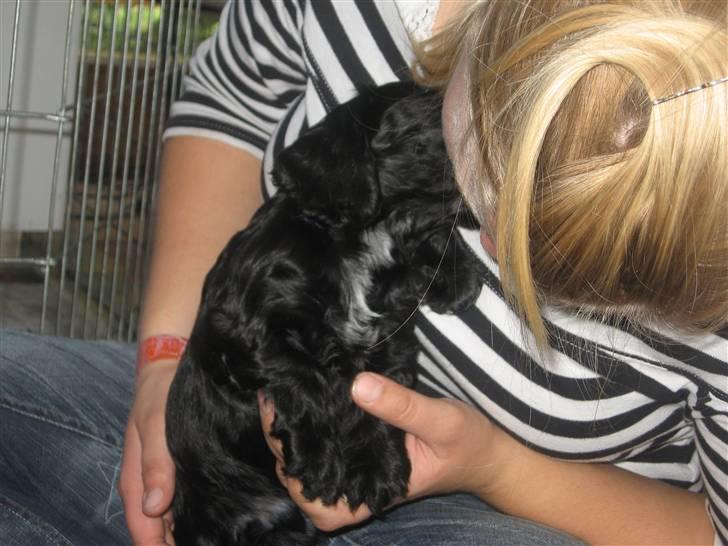 Cocker spaniel figo billede 2