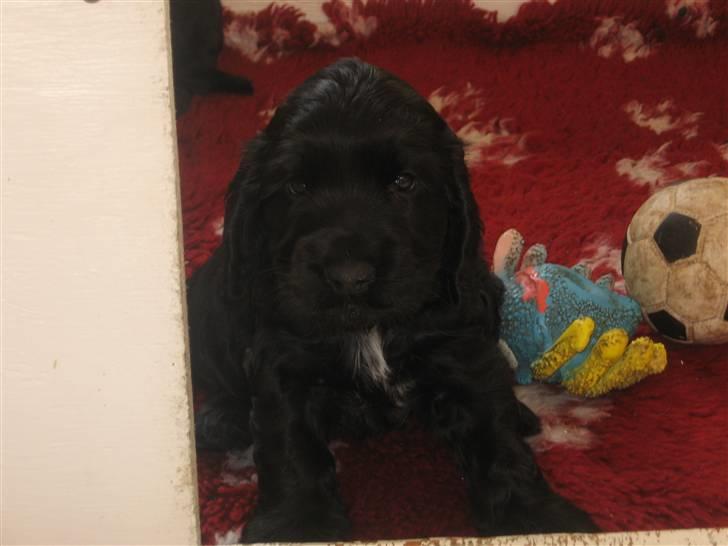 Cocker spaniel figo billede 3