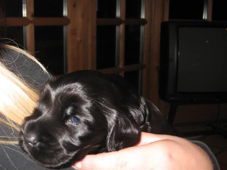 Cocker spaniel figo billede 4