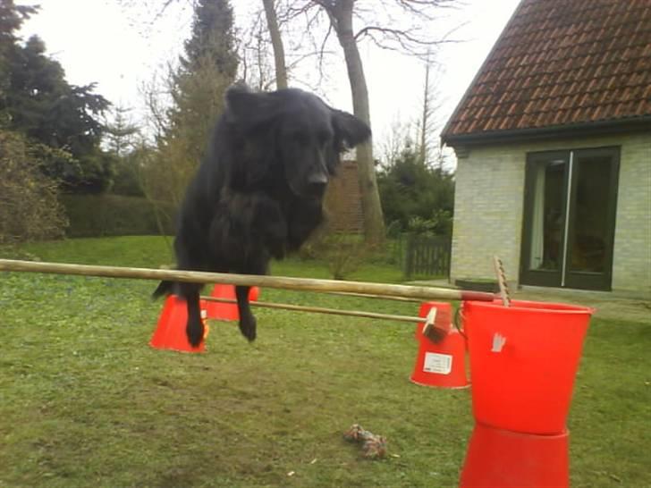 Flat coated retriever Mille - WeeHaa .."!!!! billede 15