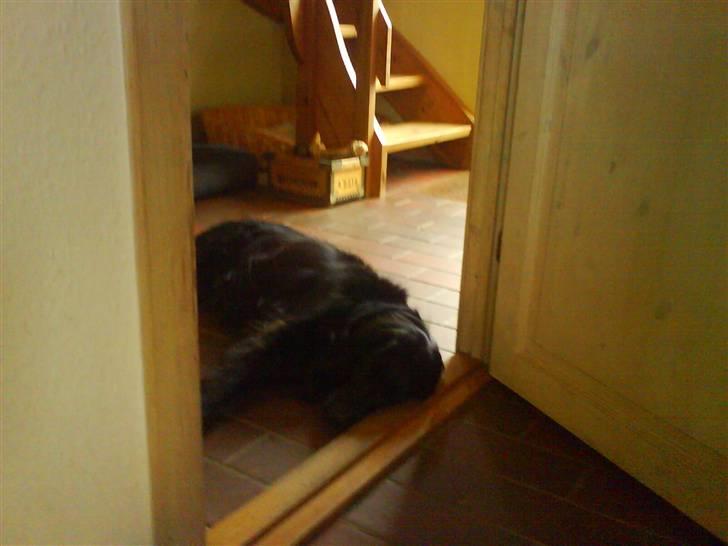 Flat coated retriever Mille - Puuhhaa ..! billede 16