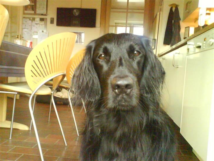 Flat coated retriever Mille - Må Jeg Få GodBiden Nu ? Jeg Har Været Meget Fin Og Blev Siddende Helt Stille ..! billede 17