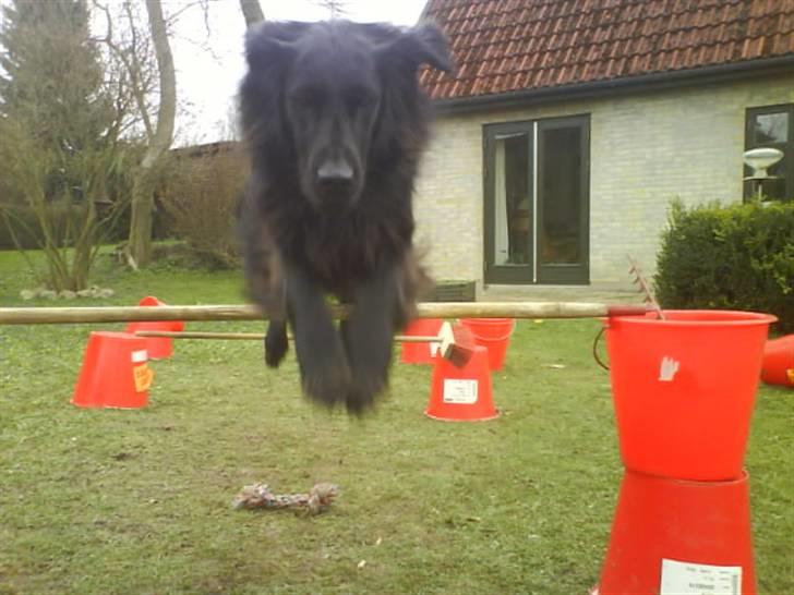 Flat coated retriever Mille - Hwwwaaaarrrr .. Her Kommer Jeg Flyvende .! billede 18