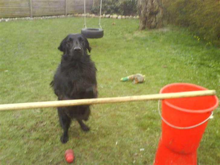 Flat coated retriever Mille - Jeg Står Da På Bagben ..? billede 19