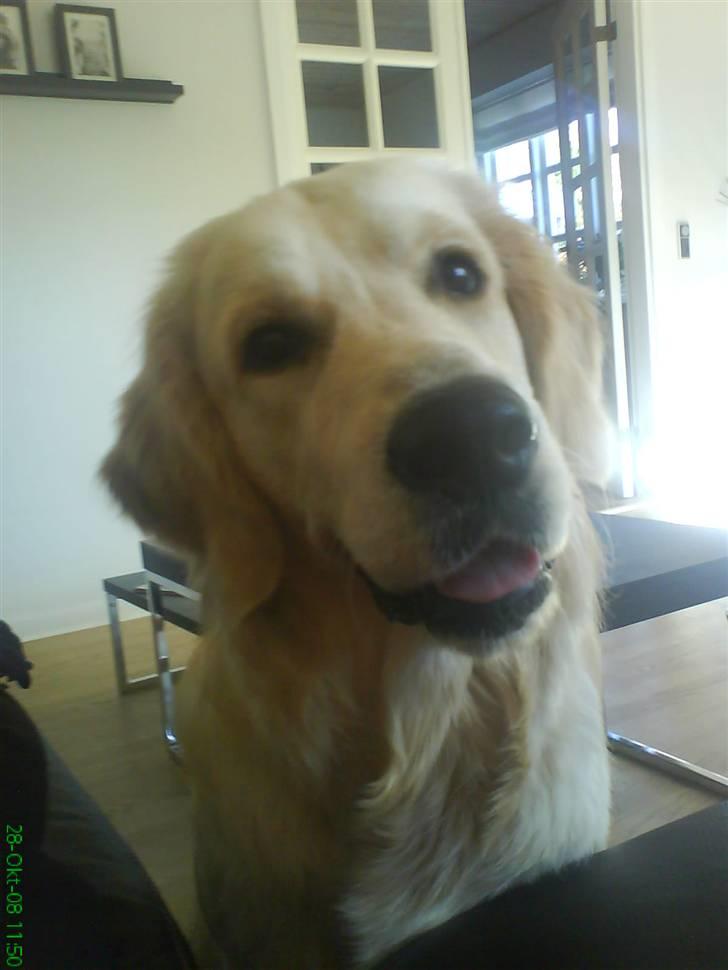 Golden retriever Sheik - Sheik 16 april 2008 billede 9