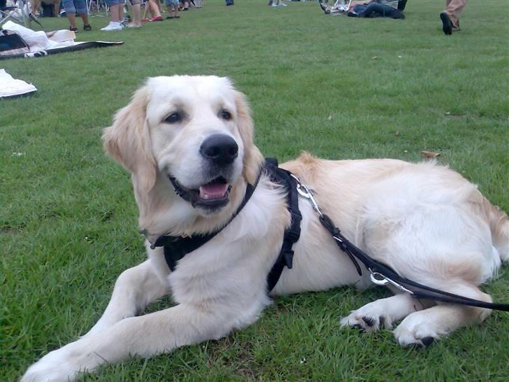 Golden retriever Sheik - Sheik 7 august 2008 til danmarks sødeste hund esbjerg billede 10