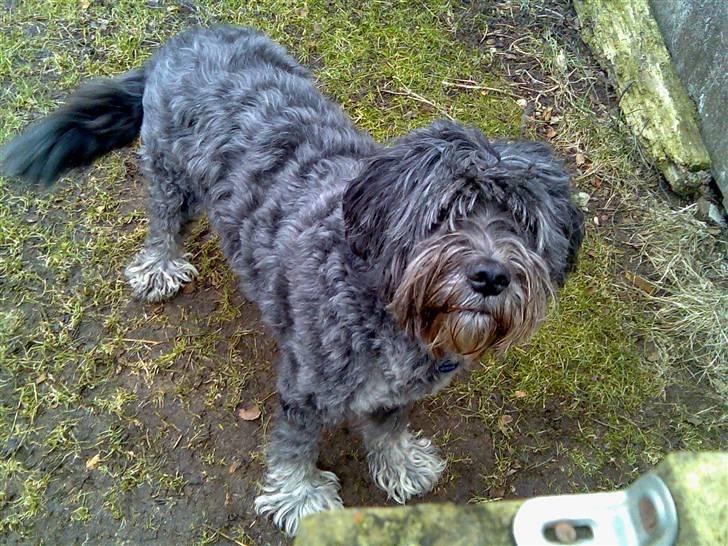 Schapendoes Anton *aflivet* billede 1