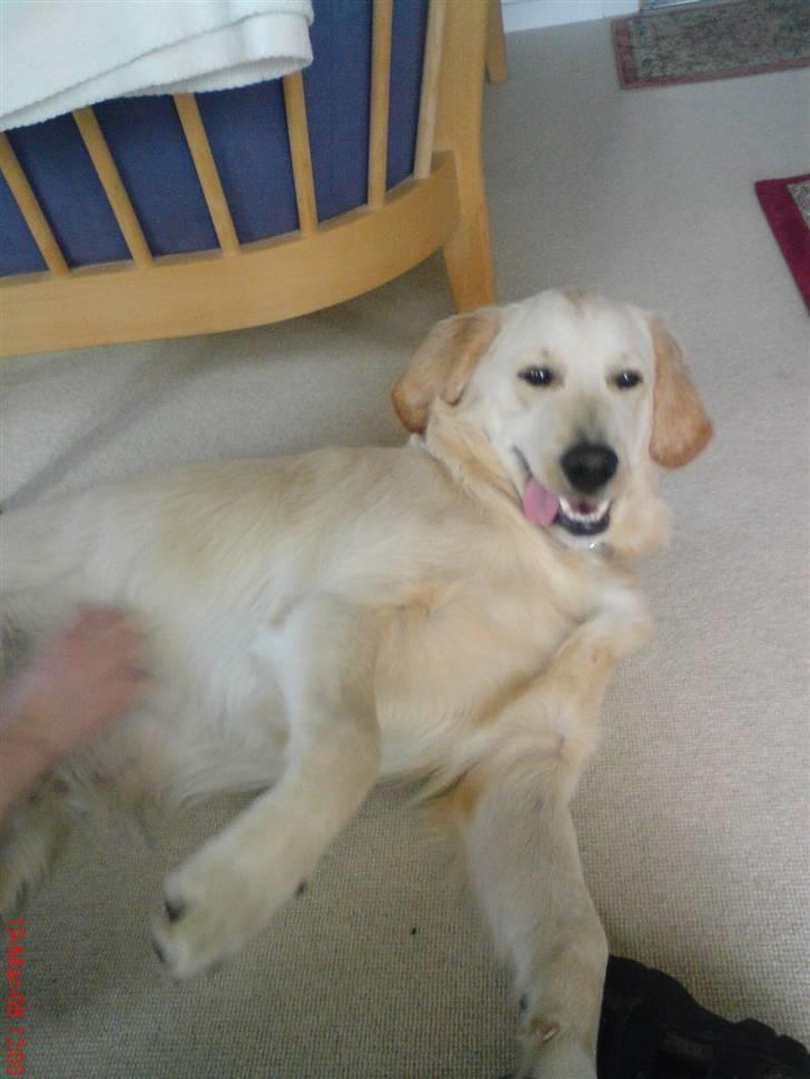 Golden retriever Baloo billede 13
