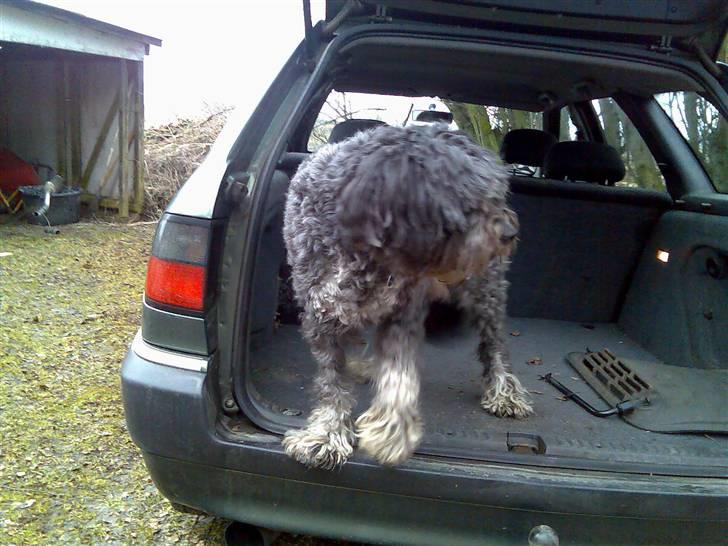 Schapendoes Anton *aflivet* billede 2