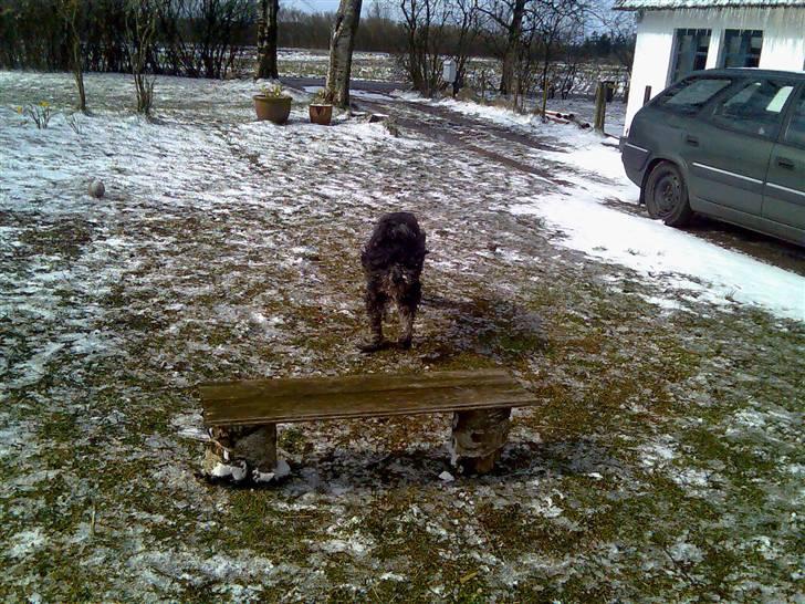 Schapendoes Anton *aflivet* billede 3